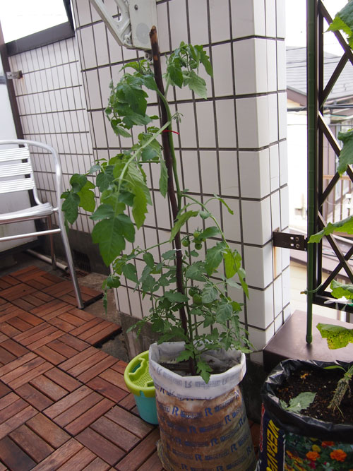 空中菜園 ミニトマトの支柱が