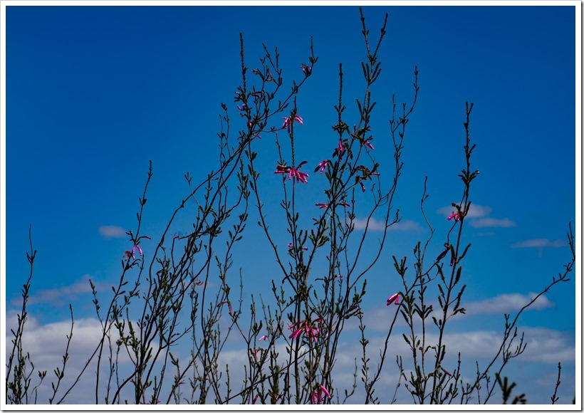 20170225-DSC04322
