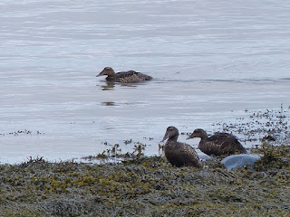 Eider à duvet - Somateria mollissima