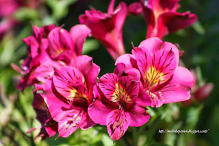 Alstroemeria