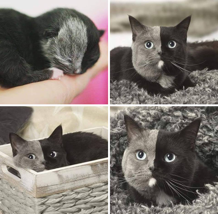 Amazing Transformations From Kitten To Cat