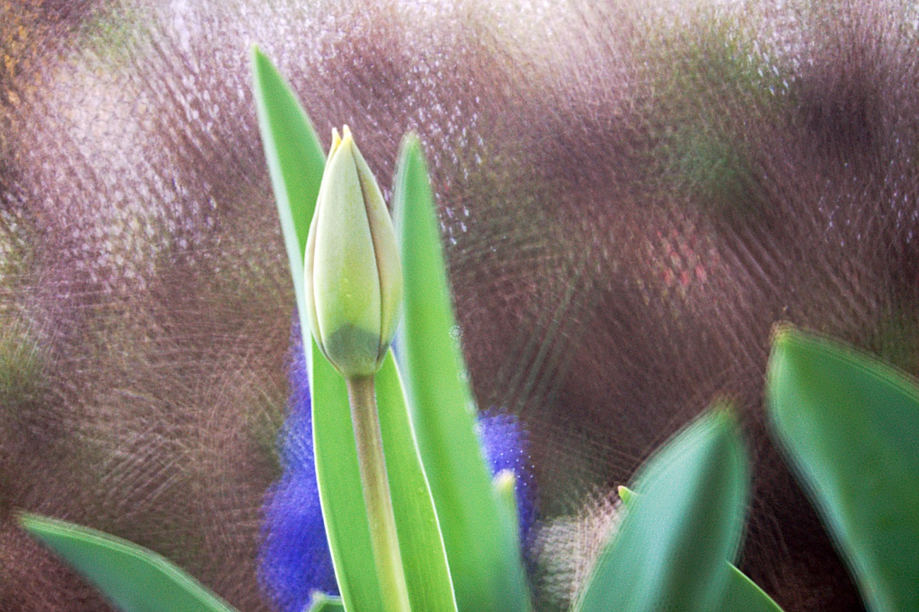 Täglich ein Bild — 08.04.2022 — 98.Tag — Bild #98 — Geschlossene Tulpenblüte mit Siebblendenbokeh