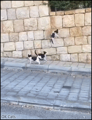 Amazing Kitten GIF • High wall ► Mission Impossible? Nope, because spider kittens never give up! [ok-cats.com]