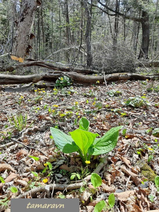 Связноплодник почколистный (Symplocarpus renifolius)