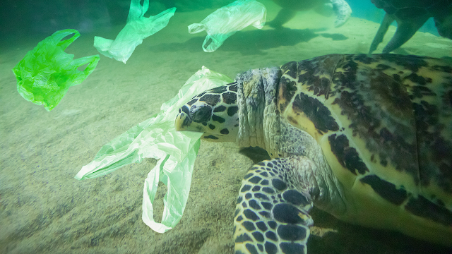 a turtle underwater with plastic bag in mouth