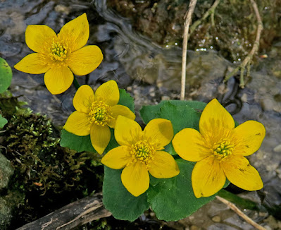 Populage marais (Caltha palustris)