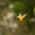 Common Kingfisher in Action