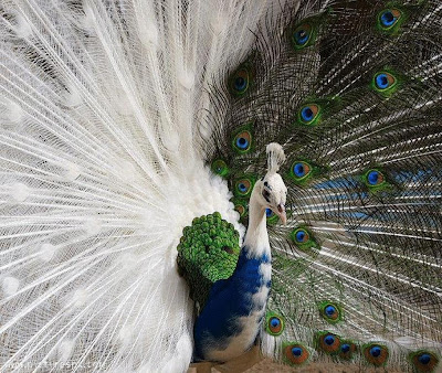 Beautiful White Peacock allfreshwallpaper