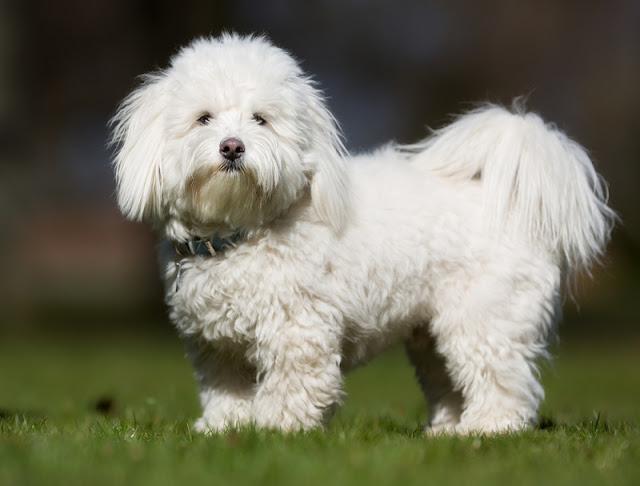 coton-de-tulear-dog