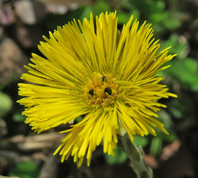 Tussilage (Tussilago farfara)