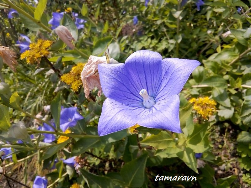 Ширококолокольчик крупноцветковый (Platycodon grandiflorus)