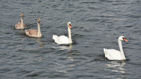 Bracciano swans