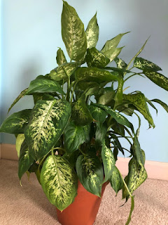 Dumb Cane Dieffenbachia care on light, watering, soil, pot, pests, and issues. Learn about how this plant is poisonous, root rot, spider mites, aphids, and getting your plant to flower.