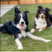 7 Best Companion Dogs For An Australian Shepherd
