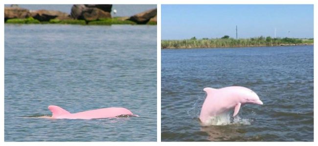 A Rare, Nearly Extinct Pink Dolphin Gave Birth To A Pink Calf