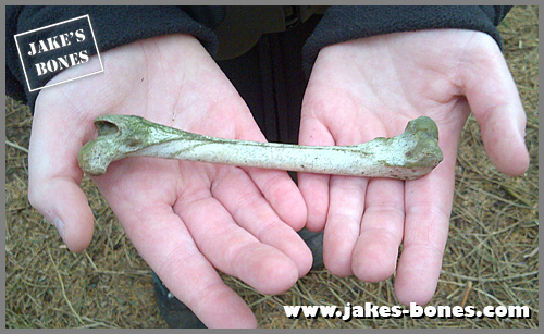 I've found a bonebut what is it ? : Jake's Bones