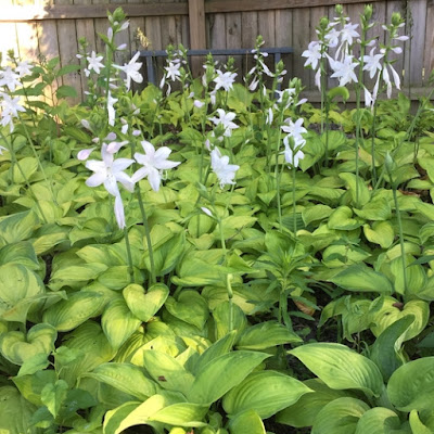 Guacamole Hosta Grouping in Bloom