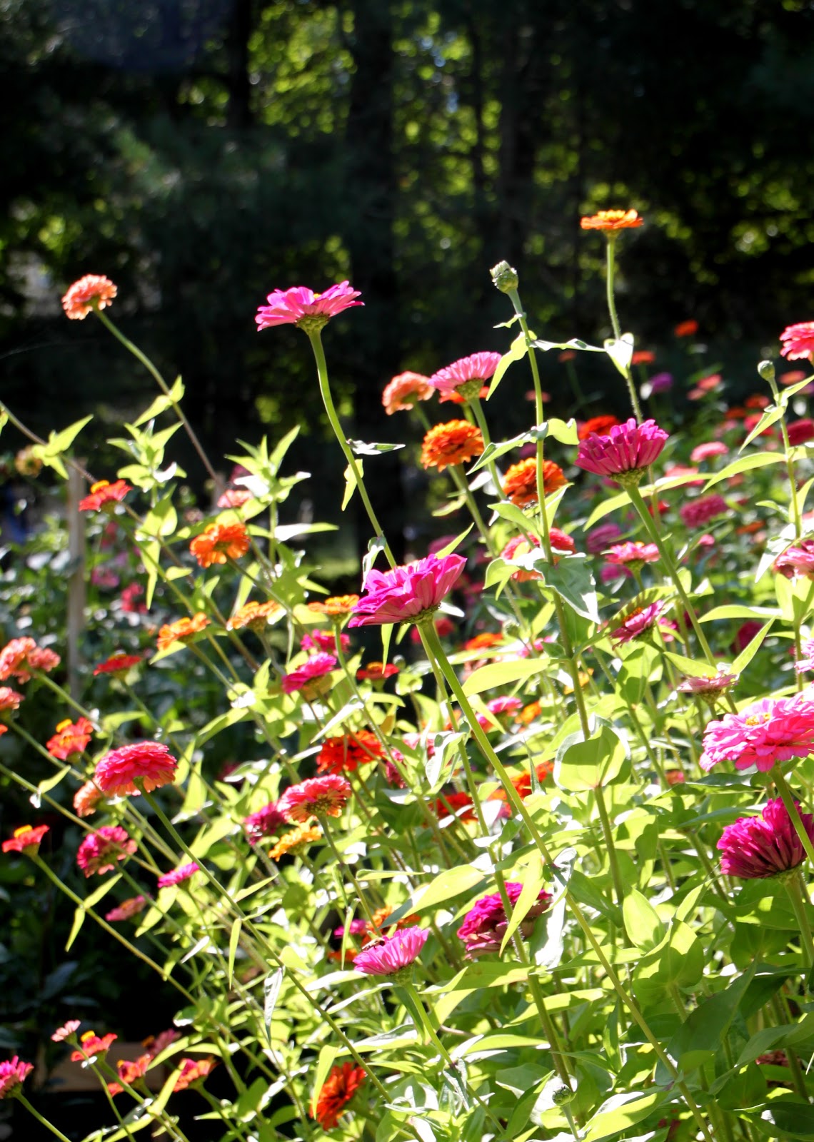 Backyard Flower Gardens