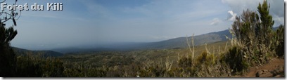 Panorama foret