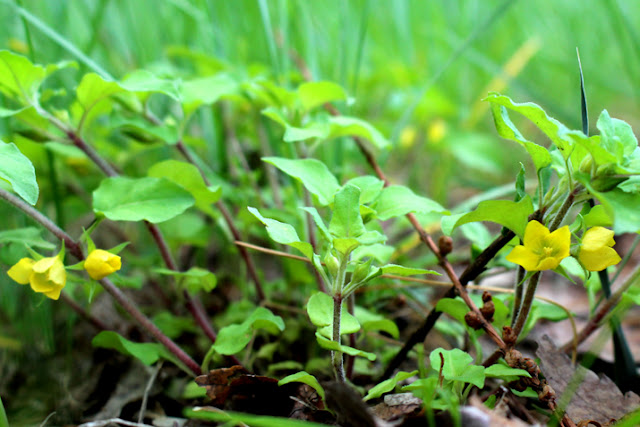 ナガエコナスビの茎