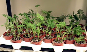 Starting Pelargonium Cuttings using a heat mat under seeds tray