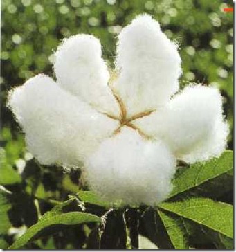 cotton