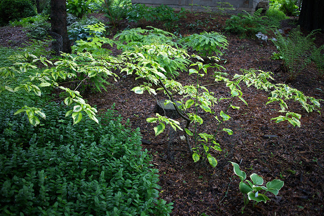 golden shadows dogwood