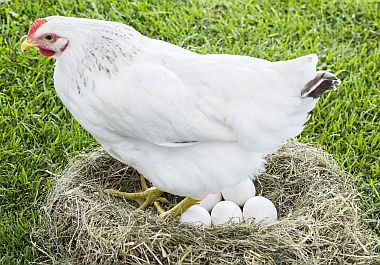 Hens Also Known As Female Chickens