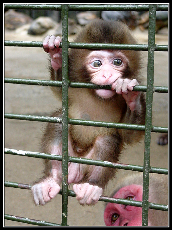 Baby Monkey