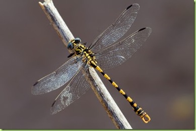 Onychogomphus_uncatus7