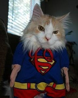 funny comic book animals photos cat dressed up as superman supercat