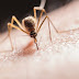  Σμήνη κουνουπιών απειλούν τη δημόσια υγεία - Εστίες τα στάσιμα νερά