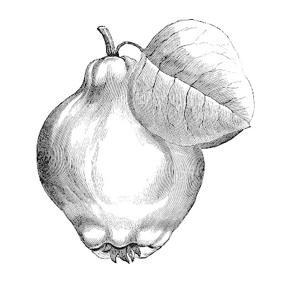 100 + Free Pear Fruit Cartoon Stock Images