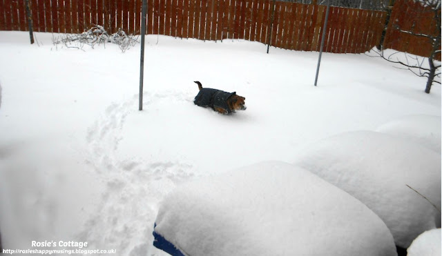 Our furbaby Jade braves the snow in her back garden.