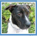 Peggy Adams Animal Rescue League, Adopt a dog West Palm Beach, Oliva's Fund