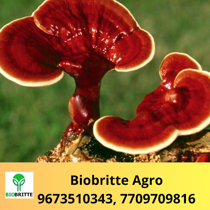 Buy Ganoderma Mushroom Online |Mushroom Spawn Supplier In Dubai | Scope Of Ganoderma Mushroom In Sharjah