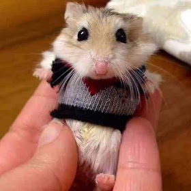 Funny animals of the week - 28 February 2014 (40 pics), hamster wearing tiny sweater