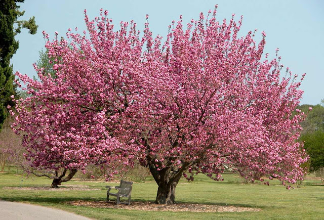 Cerejeira-do-japão (Prunus serrulata)