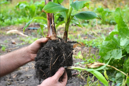 Cara Menanam dan Merawat Tanaman Pisang