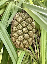 Screwpine fruit