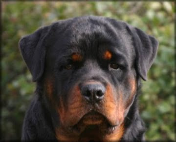 Rottweiler dog pictures