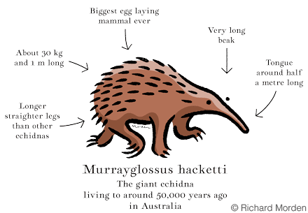 giant echidna Murrayglossus hacketti