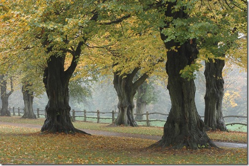 nymans photography course 019