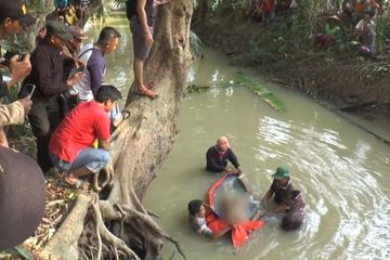 BUNGA RAME SARAGIH DITEMUKAN TEWAS MENGAMBANG DI SUNGAI BAHBOLON