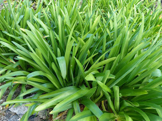 Agapanthe - Lis du Nil - Agapanthus praecox