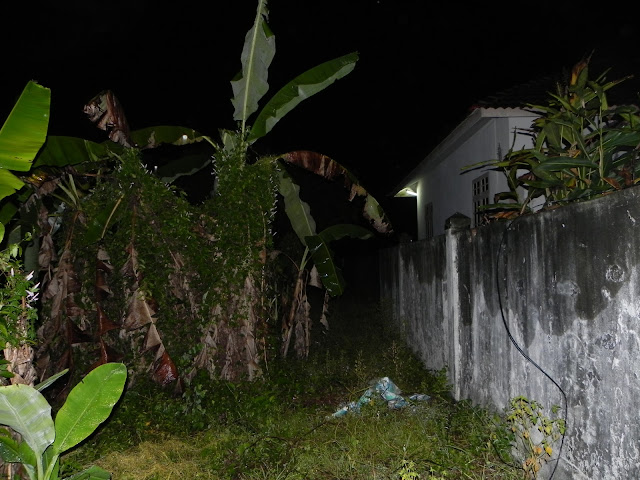 Langsuir ganggu penduduk Pasir Puteh - Lihat Hantu Sebenar ...