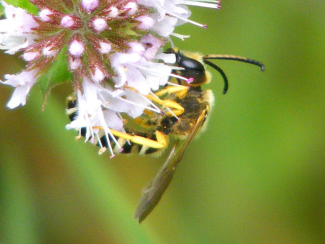 Great Banded Furrow Bee Halictus scabiosae, male, Indre et Loire, France. Photo by Loire Valley Time Travel.