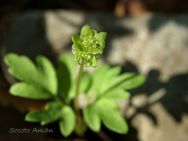 Adoxa moschatellina