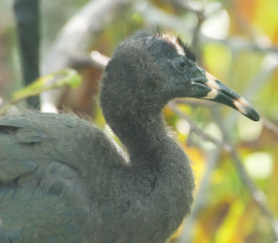 Glossy Ibis (Plegadis falcinellus)