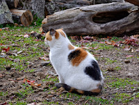 calico cat sitting in the sun